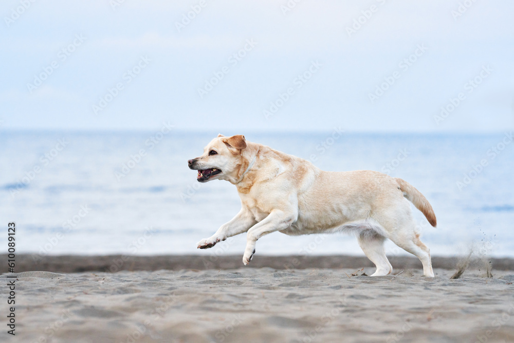 happy dog running on the sea. fawn Labrador Retriever in nature. a pet on an active walk