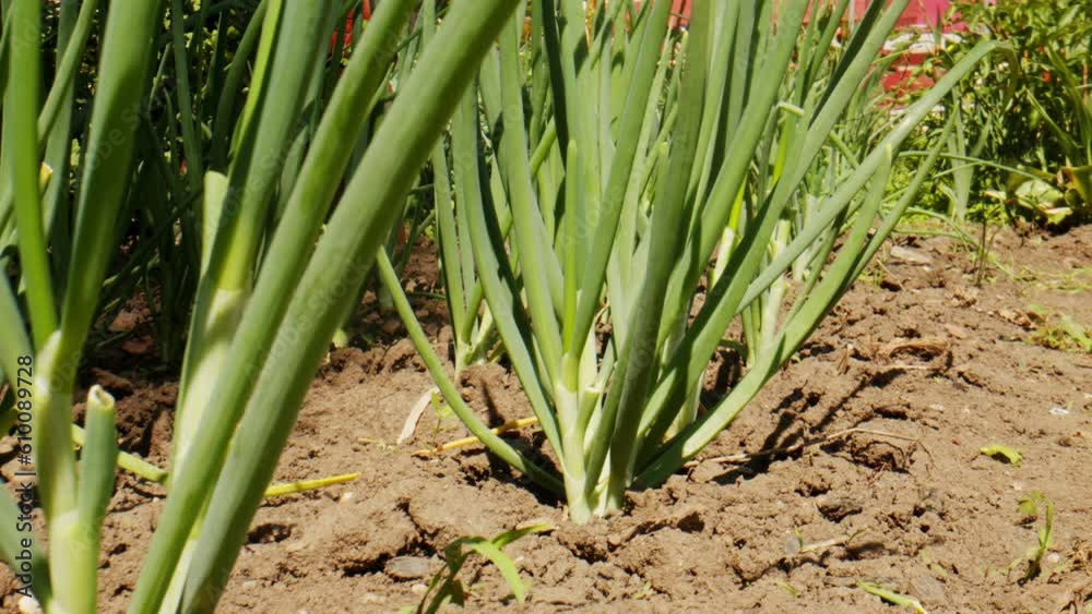 Onions growing in the vegetable garden. Close-up of green onions. Onions growing in the vegetable garden. Close-up of green onions.