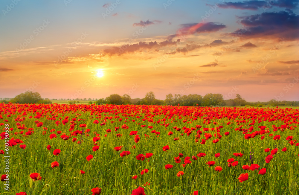 Beautiful summer landscape field with bright red flowers . Beautiful summer landscape field with bright red flowers .