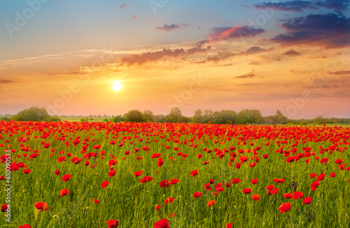 Beautiful summer landscape field with bright red flowers .