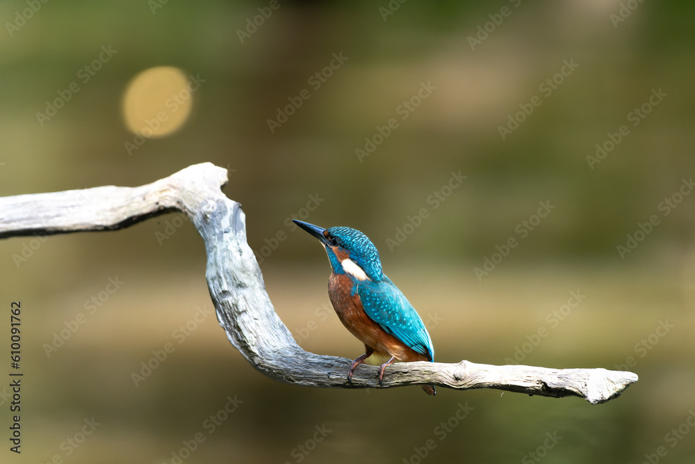 Obraz premium Eisvogel