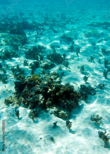 Fototapeta Naklejka Na Ścianę i Meble -  View of coral in lagoon