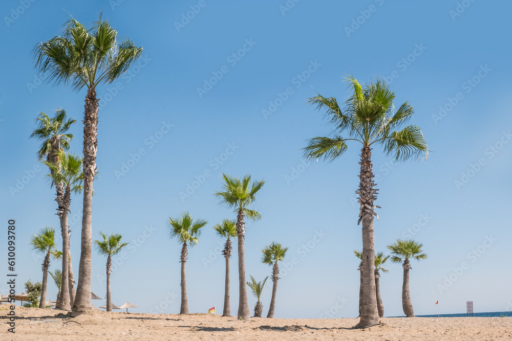 nice palm tree on the beach by the sea