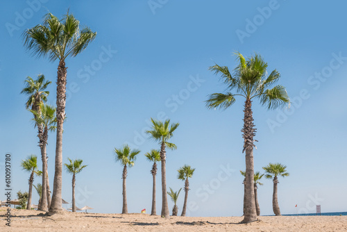 Wallpaper Mural nice palm tree on the beach by the sea Torontodigital.ca