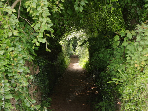 Green canopy of trees in woodland