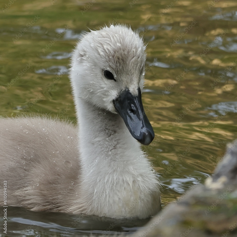 mute swan cygnet mute swan cygnet