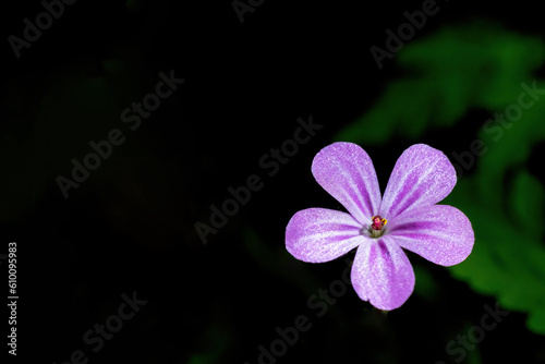 Purple flower on a dark background closeup. Horizontally. 