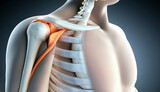 Articulación de hombro humano 