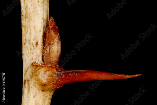 Gooseberry (Ribes uva-crispa). Prickle and Lateral Bud Closeup photo