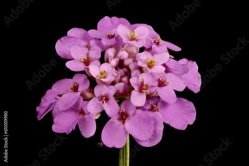 Garden Candytuft  Iberis umbellata . Inflorescence Closeup