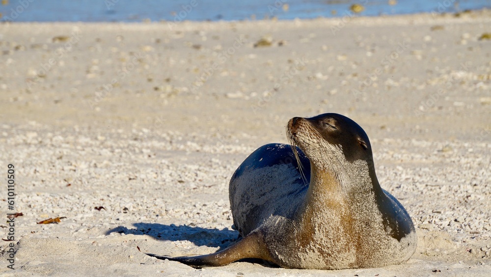 Seal/Sea Lion Relaxing on Beach