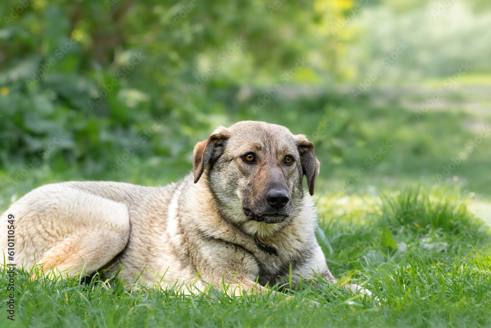 A dog in the grass.A large beige dog lying in the green grass on a sunny summer day.A pet on a walk in the park.