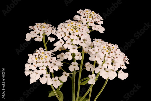 Wild Candytuft (Iberis amara). Inflorescence Closeup © Valery Prokhozhy