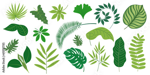 Isolated tropical hand drawn green leaves. Collection of vector exotic plants. Summer botanical set
