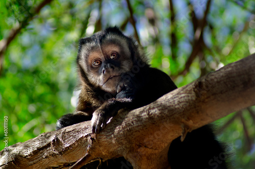 Capuchin monkey in the middle of the trees looking at camera