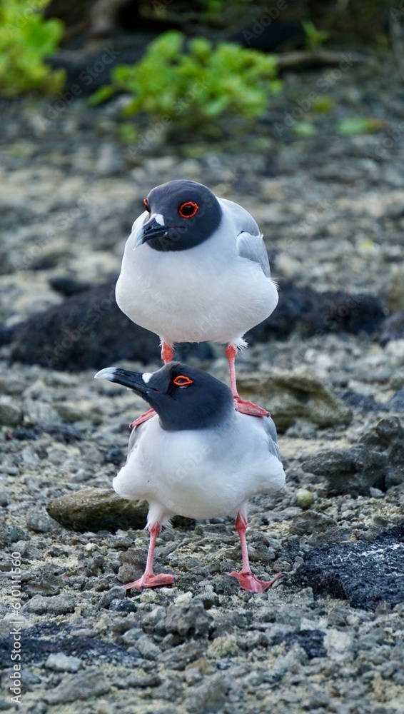 Birds on Backs