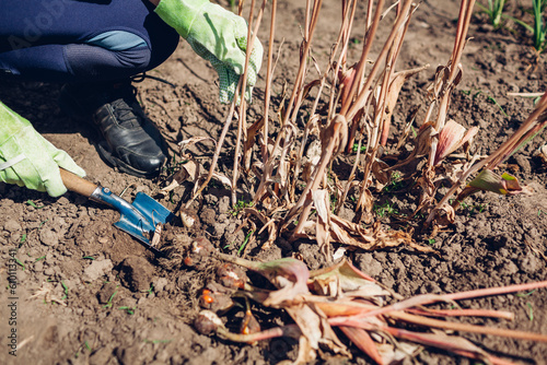 Wallpaper Mural Gardener digging tulips bulbs out in summer garden using shovel. End of vegetation of plant with dry wilted leaves. Torontodigital.ca