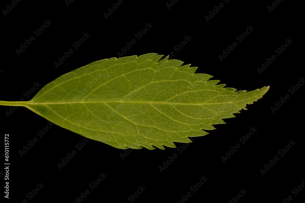 Obraz premium Garden Forsythia (Forsythia x intermedia). Leaf Closeup