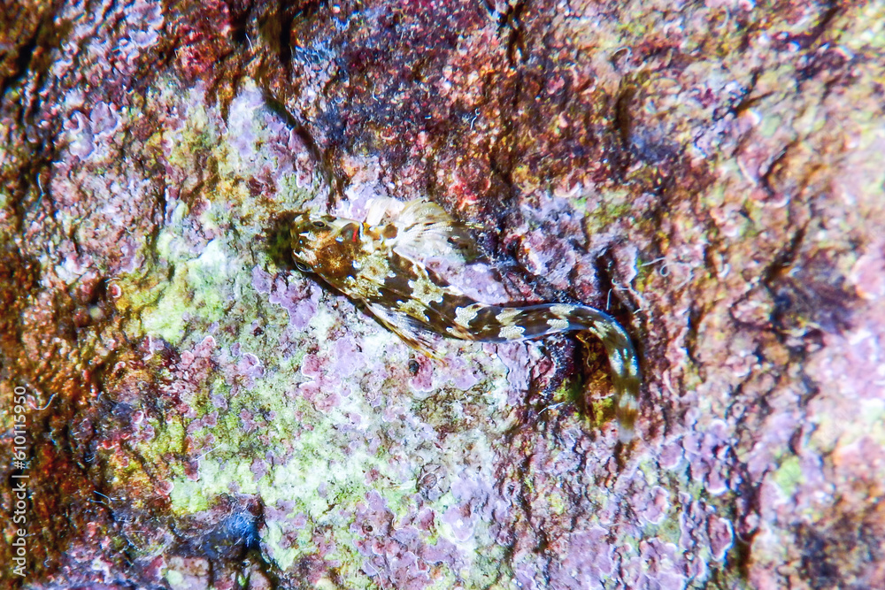Cute Blenny fish, Close up Cute Blenny fish, Close up