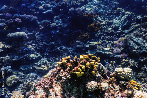 Underwater view of the coral reef  Tropical waters