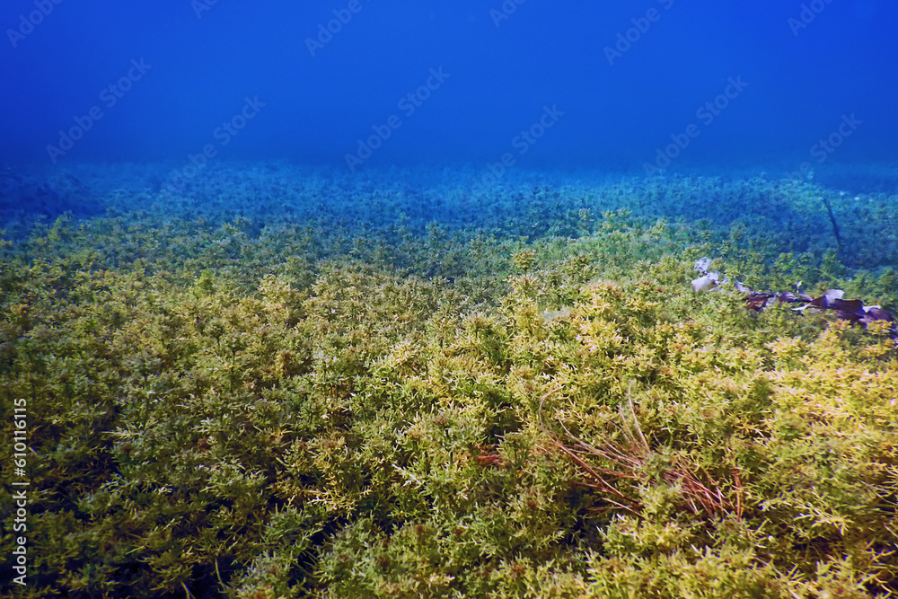 Naklejka premium Freshwater Flora, Underwater Freshwater Landscape