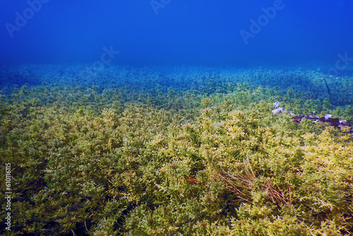 Freshwater Flora, Underwater Freshwater Landscape