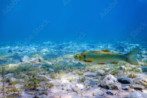 Roach fish in natural habitat, Freshwater fish © allexxandarx