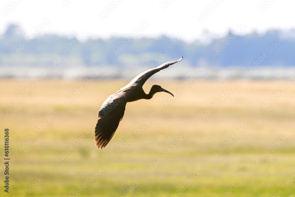 Glossy Ibis in Flight (Plegadis falcinellus) Glossy Ibis in Flight (Plegadis falcinellus)