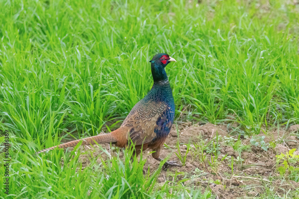 Ringneck Pheasant Male (Phasianus colchicus) Ring necked Pheasant Ringneck Pheasant Male (Phasianus colchicus) Ring necked Pheasant