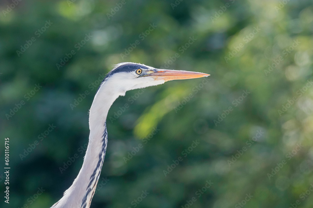 The Hunting Grey Heron (Ardea cinerea) Grey Heron Water The Hunting Grey Heron (Ardea cinerea) Grey Heron Water