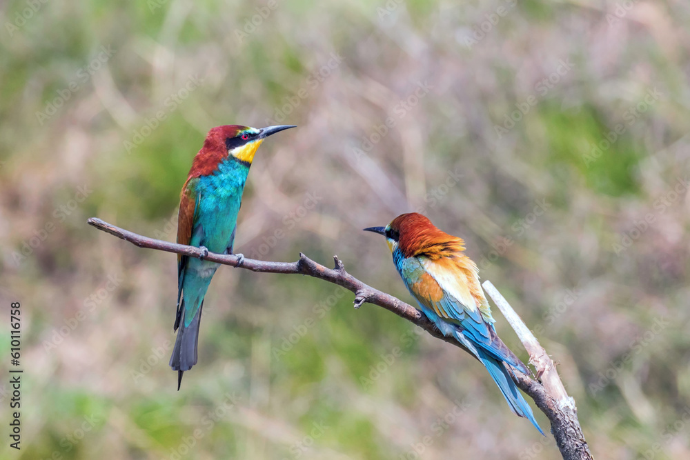 Obraz premium European Bee Eater&nbsp;(Merops Apiaster)
