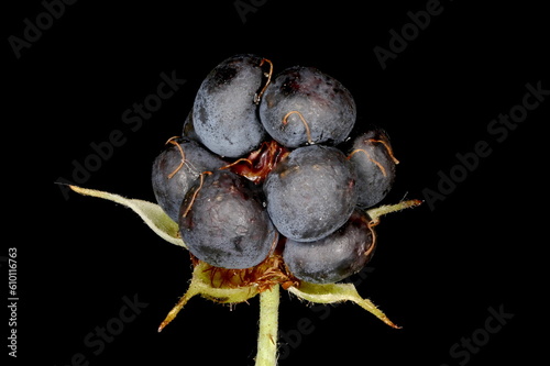 Dewberry (Rubus caesius). Fruit Closeup photo