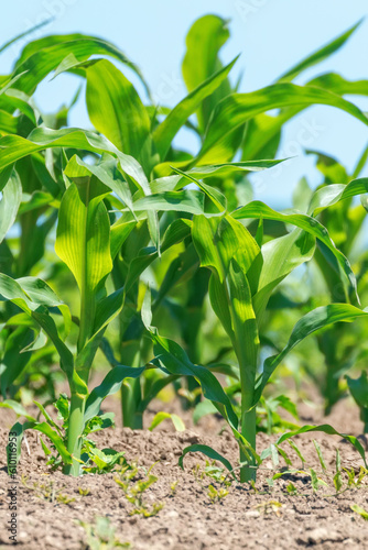 Green Corn Growing on the Field. Green Corn Plants  Shallow depth of field  Agriculture background