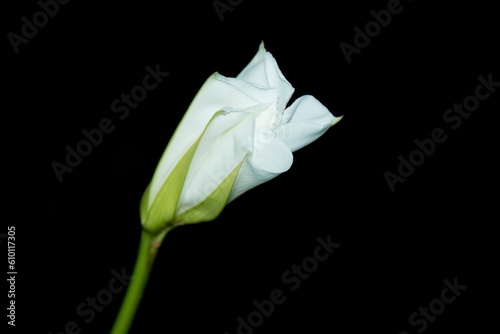 Dama da noite ou ipoméia branca perfumada é uma flor de uma planta trepadeira. São Paulo, Brasil. photo