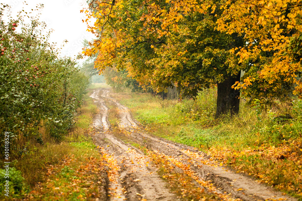 Unpaved path among maple trees, apple trees, bushes on an autumn day