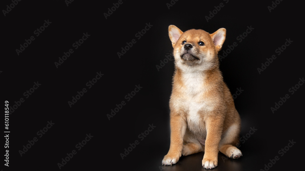 Cute portrait of Red-haired Japanese smiling cute puppy Shiba Inu Dog sitting on isolated black background, front view. Happy pet.