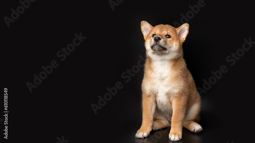 Cute portrait of Red-haired Japanese smiling cute puppy Shiba Inu Dog sitting on isolated black background, front view. Happy pet.