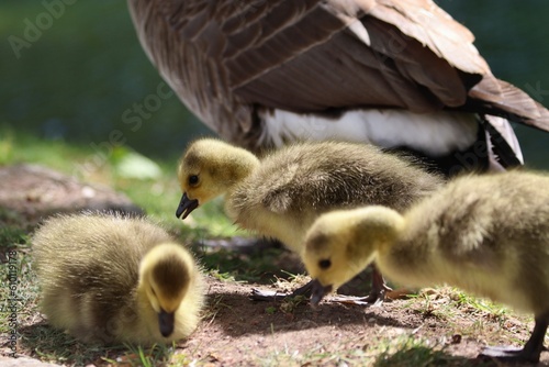 Mother Goose and Ducklings in Park Foraging for Food. Baby birds background image. © Noah