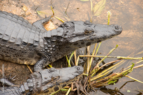 Gators in the wild of the wetlands or swampland’s known as the Pantanal in Mato Grosso, Brazil