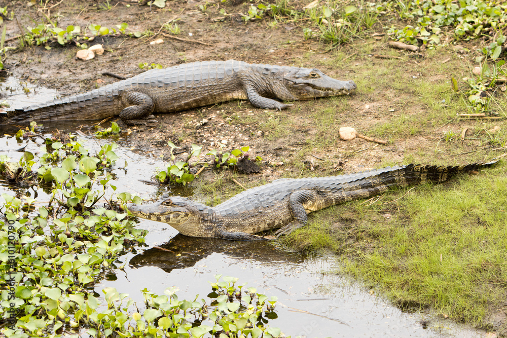 Gators in the wild of the wetlands or swampland’s known as the Pantanal in Mato Grosso, Brazil Gators in the wild of the wetlands or swampland’s known as the Pantanal in Mato Grosso, Brazil