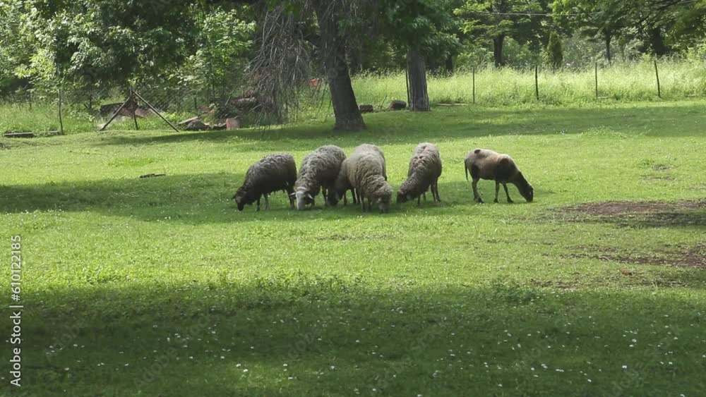 Flock of sheeps on the farm