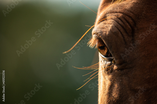 Pantanal Horses