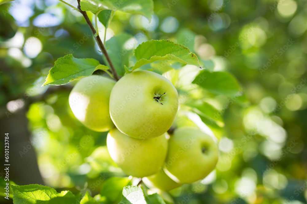 Golden delicious apples hanging from tree branches in garden.