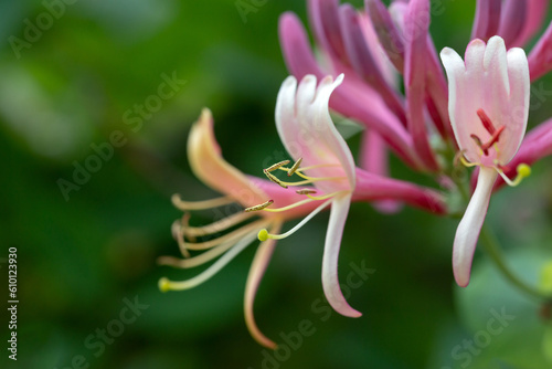 Etruscan honeysuckle - Lonicera etrusca - beautiful flowers and details