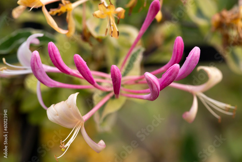 Etruscan honeysuckle - Lonicera etrusca - beautiful flowers and details