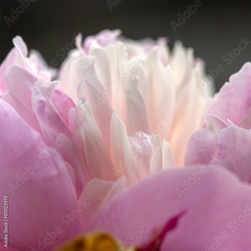 Fototapeta Naklejka Na Ścianę i Meble -  Common peony - Peonia officinalis - beautiful flower and details