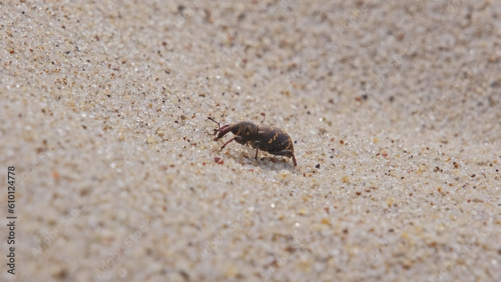 Pissodes Pini Weevil Beetle Bug Laboriously Slowly Climbing Up Beach Sand Dune