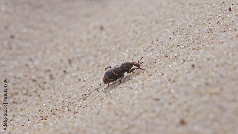 Pissodes Pini Weevil Beetle Bug Laboriously Slowly Climbing Up Beach Sand Dune