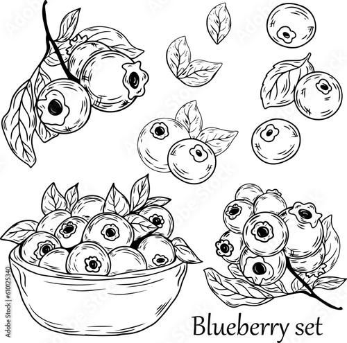 Blueberry on twigs with leaves and berries (bilberry, whortleberry, huckleberry, hurtleberry, blauberry). Black and white outline illustration, hand drawn sketch style isolated on white background.