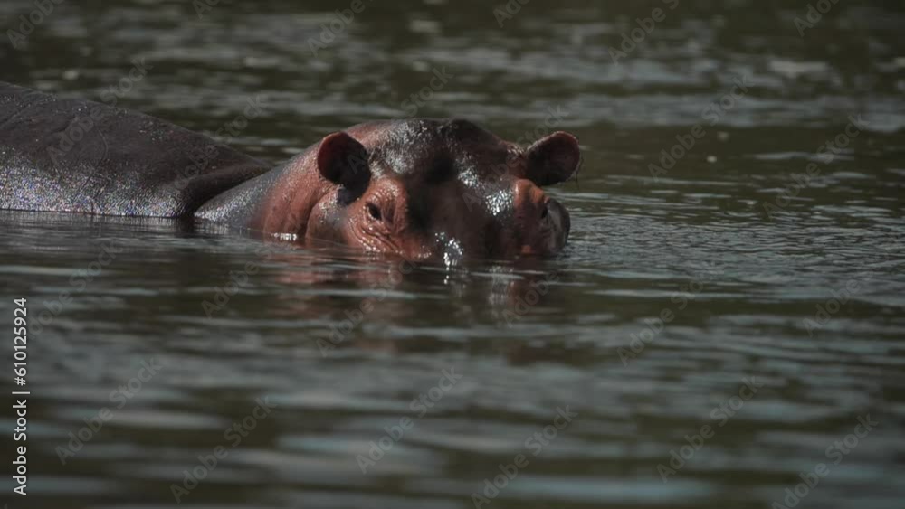 hippo 2 hippo 2
